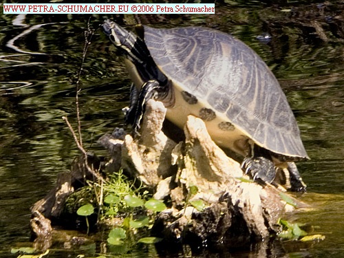 Wasserschildkröte 
